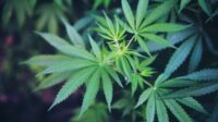 Ganja