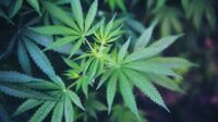 Ganja