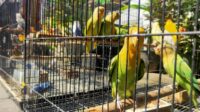 Lovebird