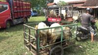 Ojek Kambing