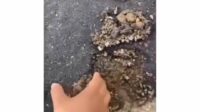 Video Tiktok