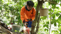 Teguh