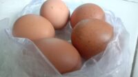 Telur