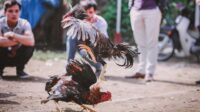 skill-chicken