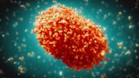 virus cacar monyet