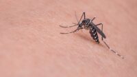 mosquito-g986a9576d_1920