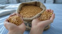 Kacang Kedelai