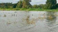sawah banjir