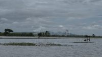 sawah