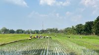 Sawah