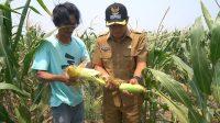 jagung