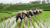petani